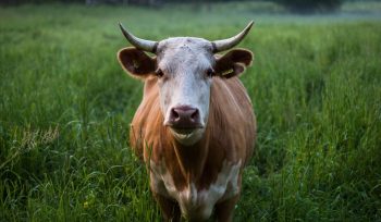 Una mucca guarda in camera: quali previsioni per l'export agroalimentare nel 2022?